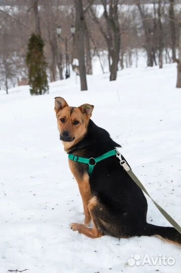 Метис овчарки