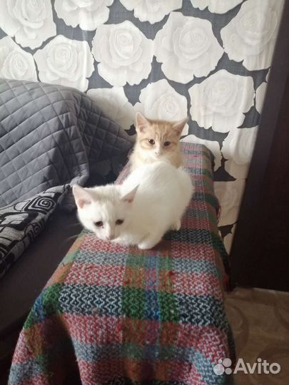 Котята