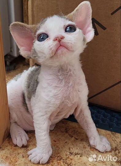 Девон-рекс малыши