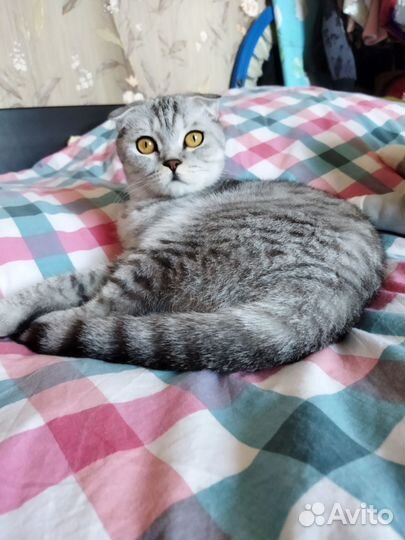 Шотландская вислоухая кошка бесплатно