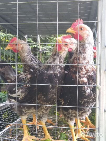 Загорская лосос. инкуб.яйцо