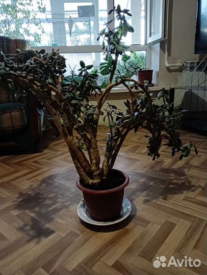Денежное дерево толстянка крассула
