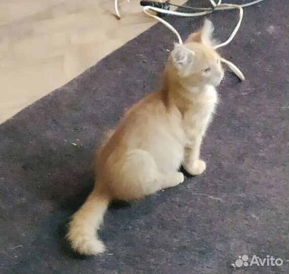 Кошка в дар