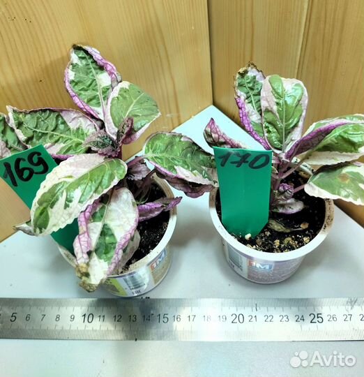 Комнатные растения разные