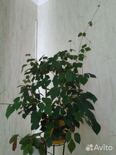 Растения комнатные в ассортименте