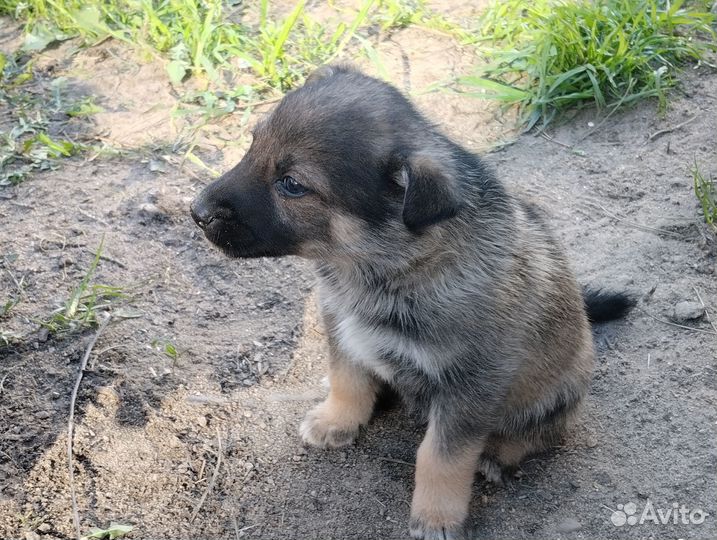 Отдам щенка в хорошие руки