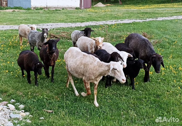 Овцы бараны ягнята