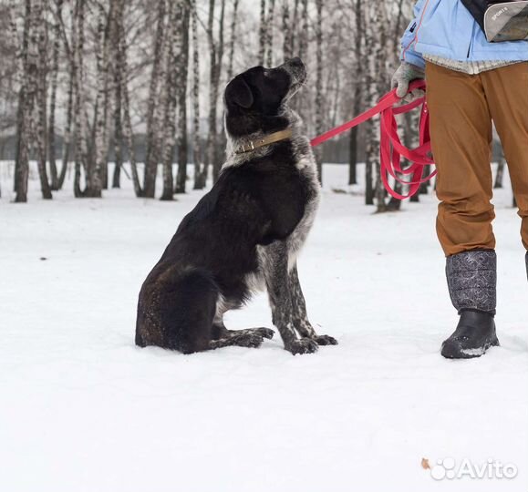 Кареглазый красавец грустит в приюте