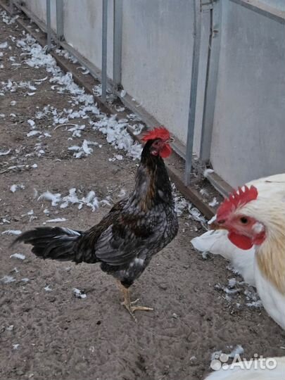 Молодые петухи