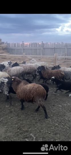 Романовские овцы