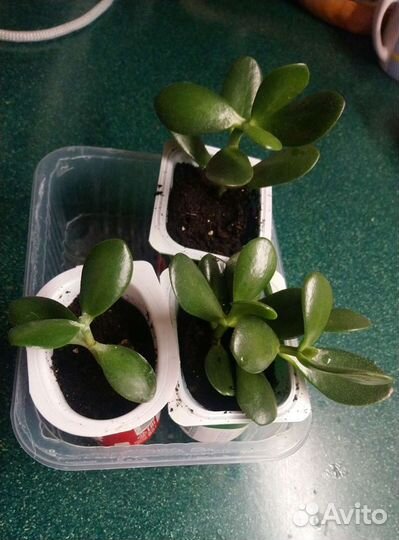 Денежное дерево, алое