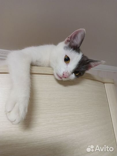 Игривая кошечка
