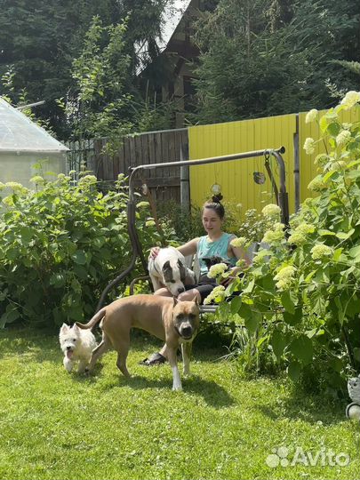 Передержка собак