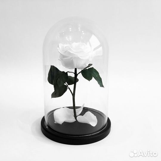 Роза в колбе. Большой ассортимент