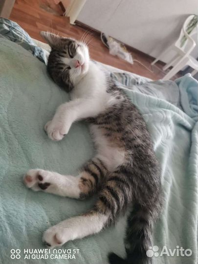 Кошка в дар