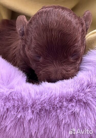 Тикап тедди пудель микро teacup teddy poodle