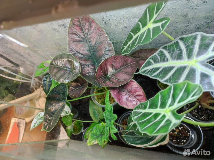 Алоказия Азлани