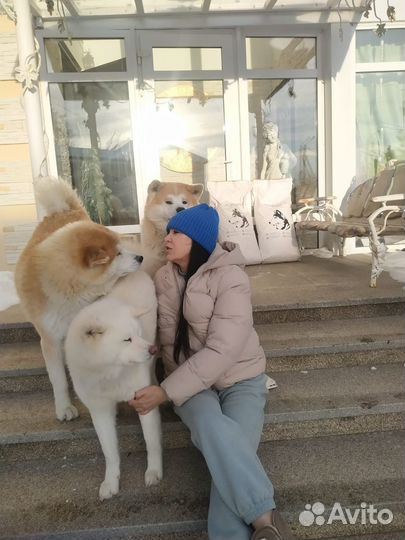 Сухой корм для щенков Променад