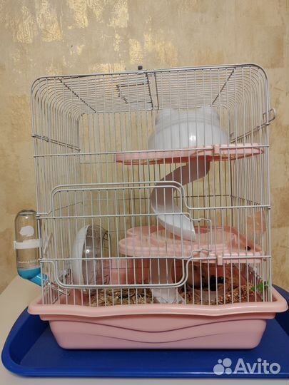 Джунгарик Карамелька + все необходимое