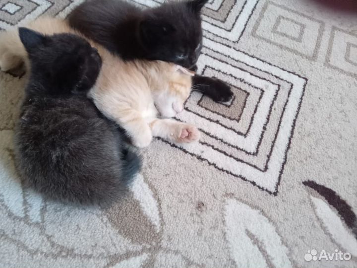 Котята в добрые руки
