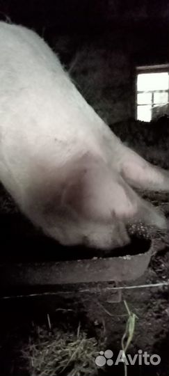 Продаётся хряк