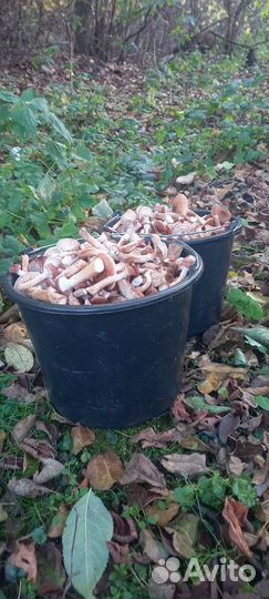 Продукты питания