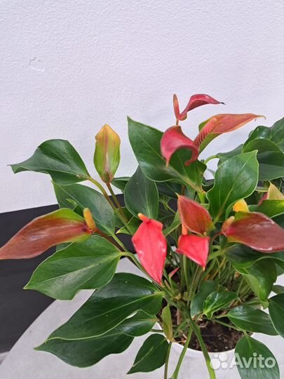Комнатные цветы антуриум