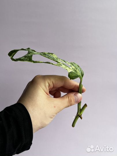 Монстера/эпипремнум/филодендрон