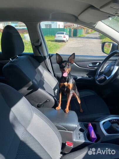 Вязка собак той терьеров