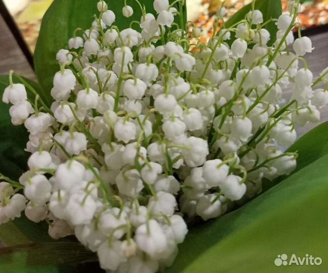 Многолетние цветы, пряные травы и др