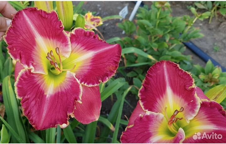 Лилейник Дюшес