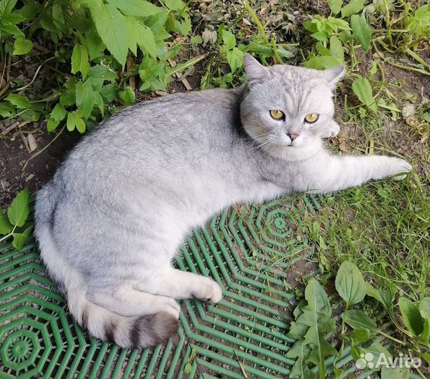 Шотландский кот