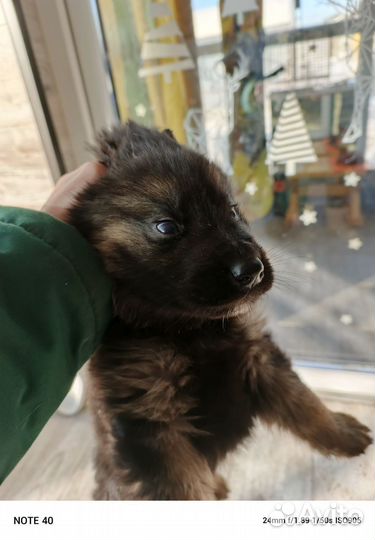 Щенок немецкой овчарки мальчик