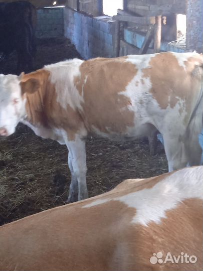 Телки и бычки