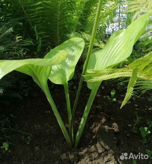 Растения для сада