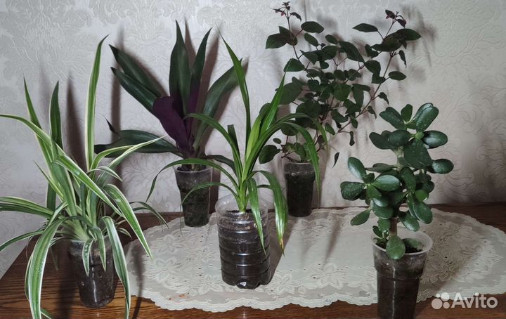 Комнатные растения