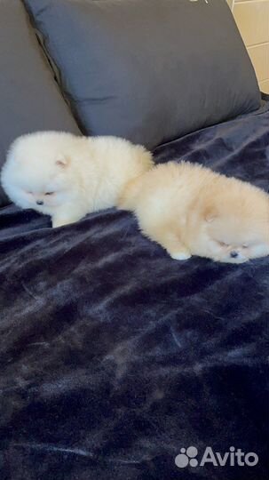 Мишки есть всегда в наличии micro