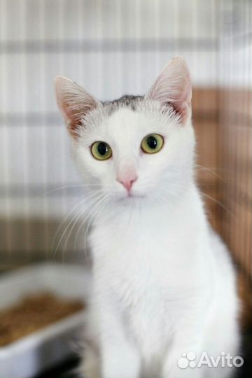 Пулька. Чудо кошка в добрые руки