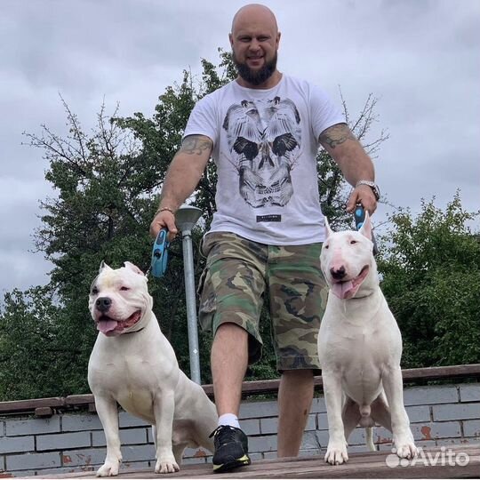 Американский булли вязка