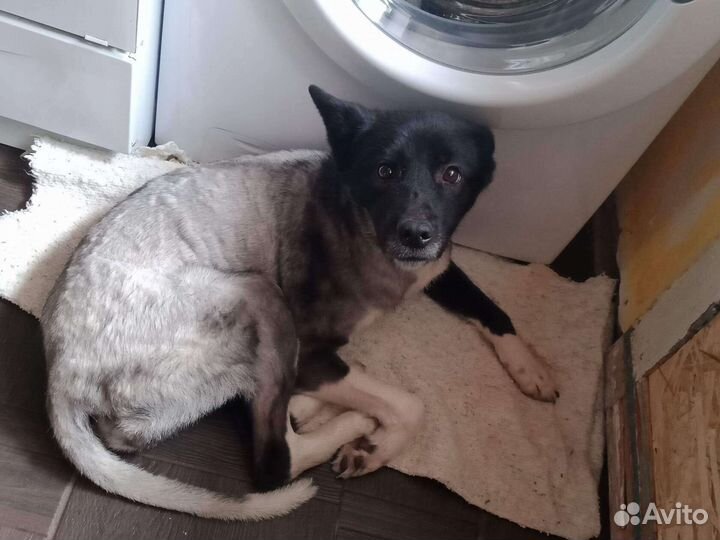 Собака в добрые руки