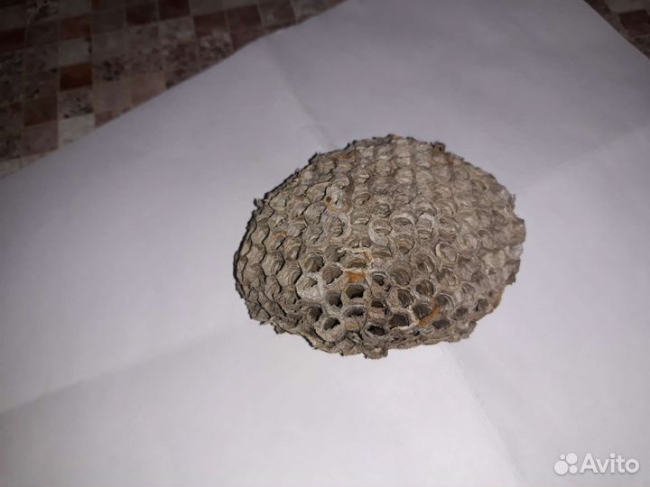 Осиное гнездо