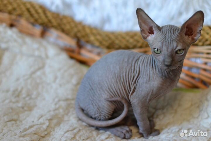 Девочка канадочка