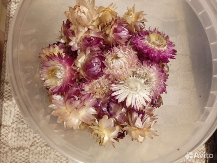 Для творчества сухоцветы, гелихризиум