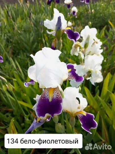 Ирисы бородатые