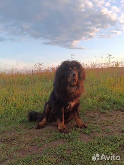 Вязка тибетский мастиф