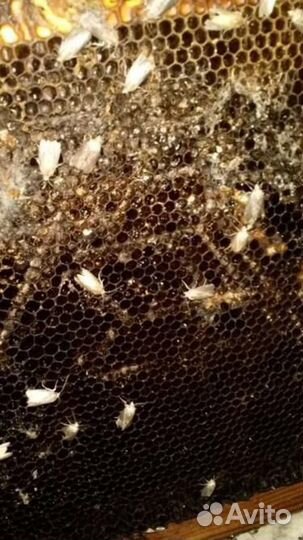 Огнёвка пчелиная(восковая моль)