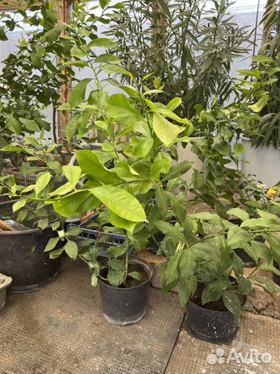 Лимон Мейера