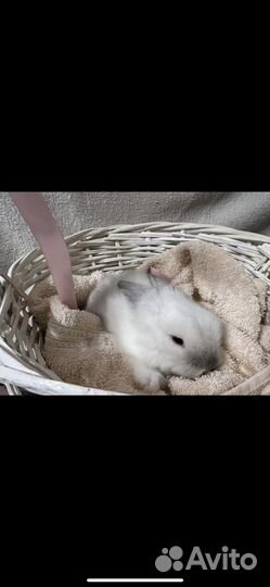 Декоративные кролики