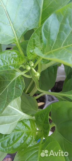 Рассада томатов, баклажанов, перцев