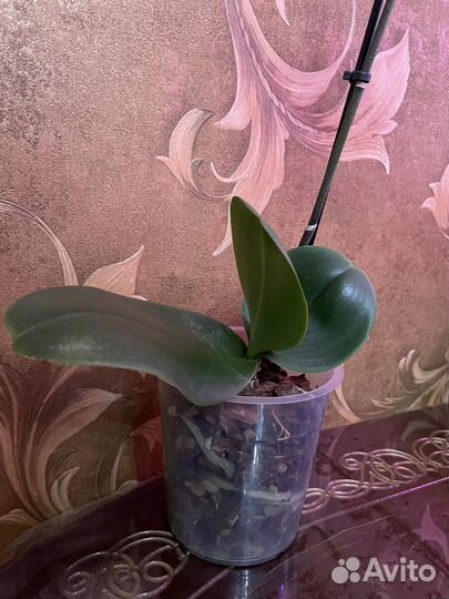 Продам орхидею